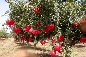 برداشت ۸ هزار تن انار از باغات منطقه سبزوار