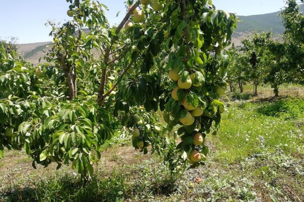 برداشت گلابی در نوشهر