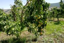 تولید 3000 تن گلابی در نوشهر به ارزش اقتصادی 600 میلیاردی