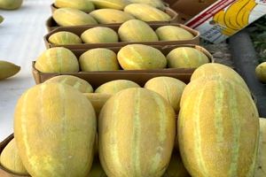 سهم ۸۰ درصدی بازارهای داخلی و خارجی از خربزه تربت جام