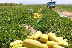 برداشت 23 هزار تن خربزه از مزارع گرگاب