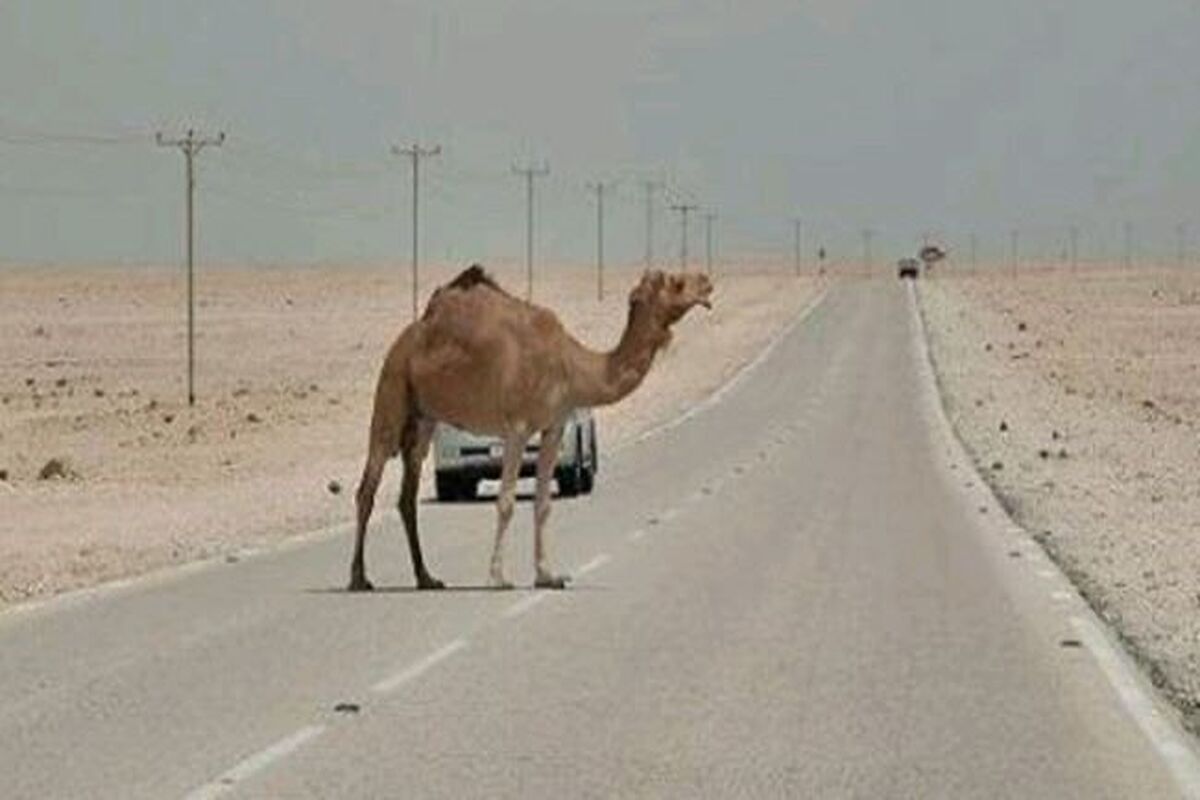 تصادف با شتر