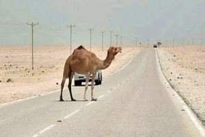 برخورد خودرو سواری با شتر حادثه ساز شد