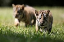 ورود دادستانی به موضوع تلف شدن 7 قلاده توله ببر در باغ وحش مشهد