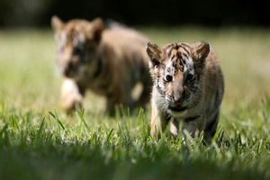 ورود دادستانی به موضوع تلف شدن 7 قلاده توله ببر در باغ وحش مشهد