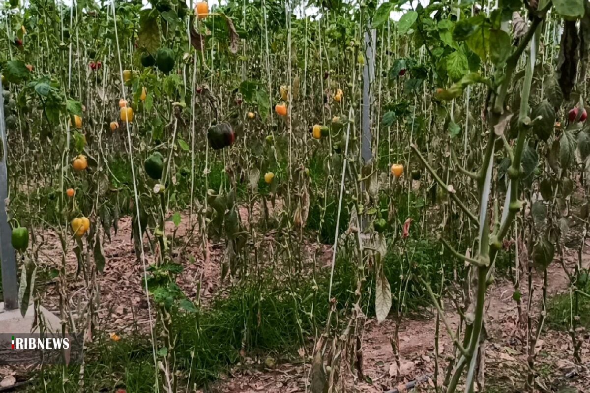 خسارت گلخانه ها به خاطر قطع برق
