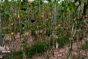 خسارت قطع برق به گلخانه‌های خراسان رضوی، بالغ بر ۲۰۰ هزار میلیارد تومان بوده است