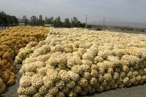 خرید توافقی پیاز در هرمزگان آغاز شد