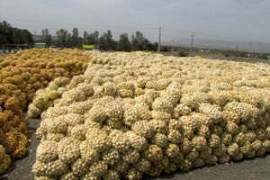 محموله ۱۹۷ تُنی پیاز به کشور کویت صادر شد