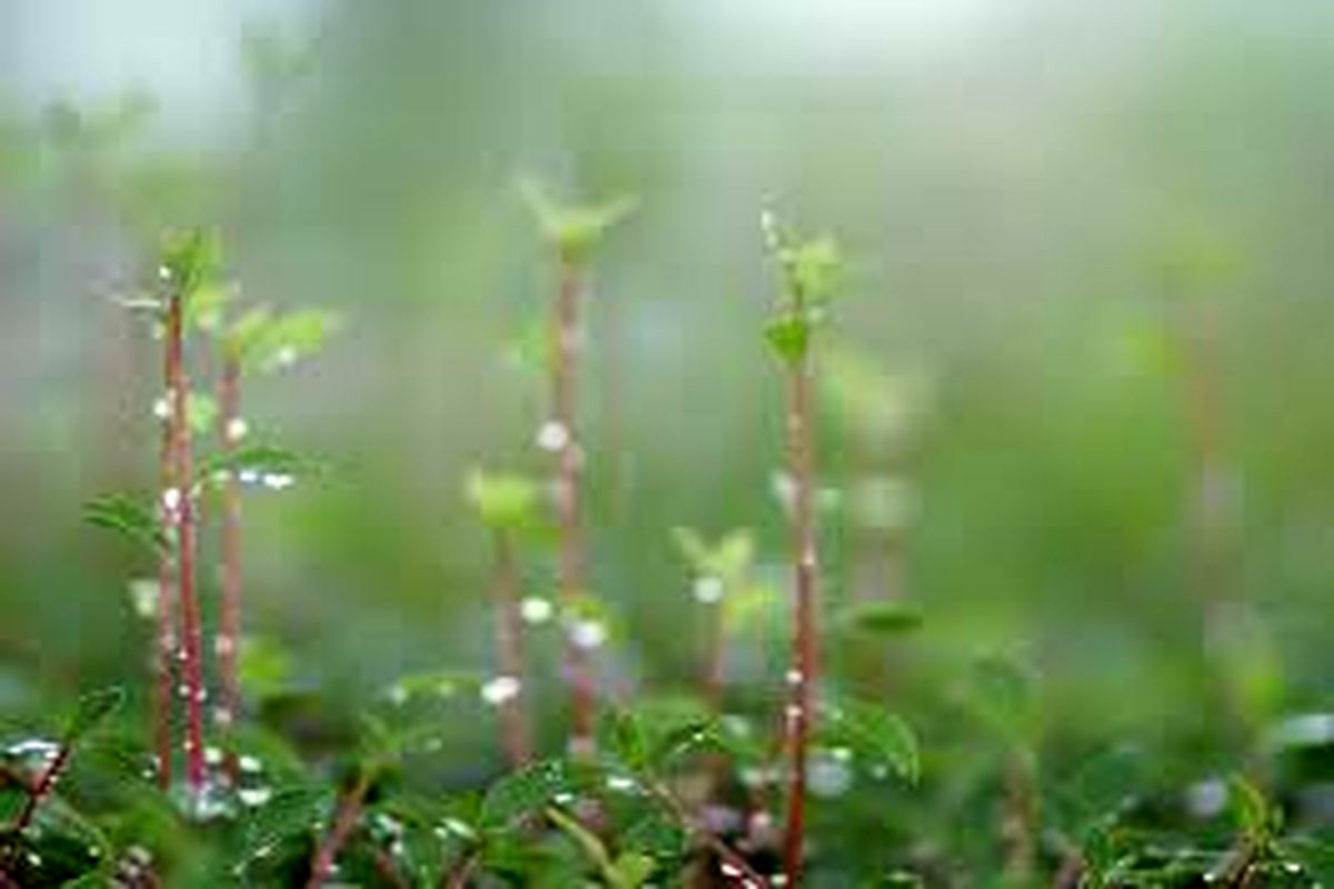 سامانه بارشی