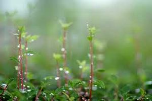 دو روز بارانی پیش روی غرب کشور است