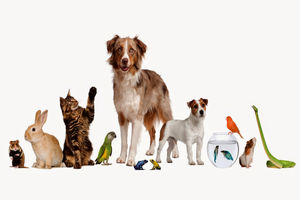 ممنوع کردن نگهداری حیوانات خانگی اجرایی نیست