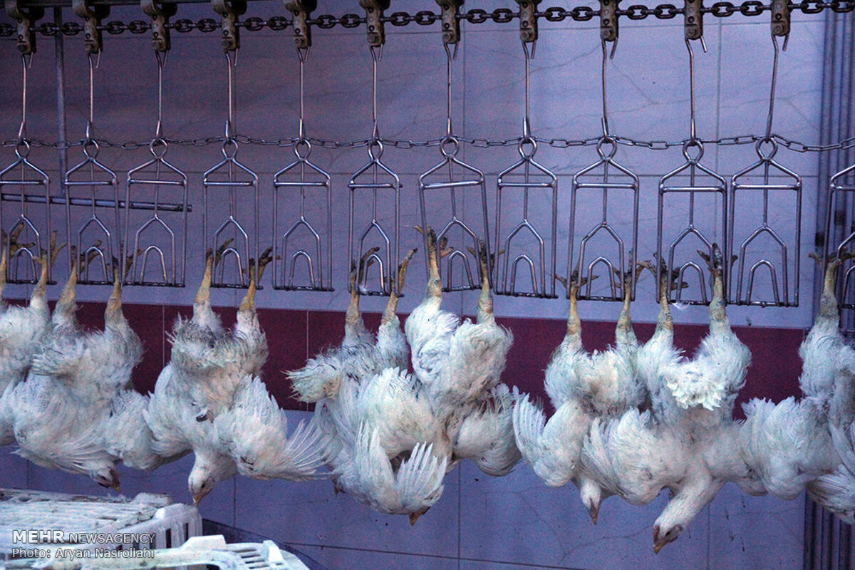 مرغداری