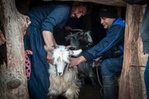 فاز اول طرح رایگان واکسیناسیون رایگان تب برفکی در جمعیت دامی خوزستان اجرا شد 