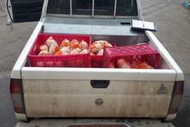 یک‌هزار و ۷۰۰ کیلوگرم مکمل و فرآورده خام دامی غیربهداشتی در اراک کشف شد