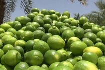 برداشت لیمو ترش از باغ‌های هرمزگان آغاز شد