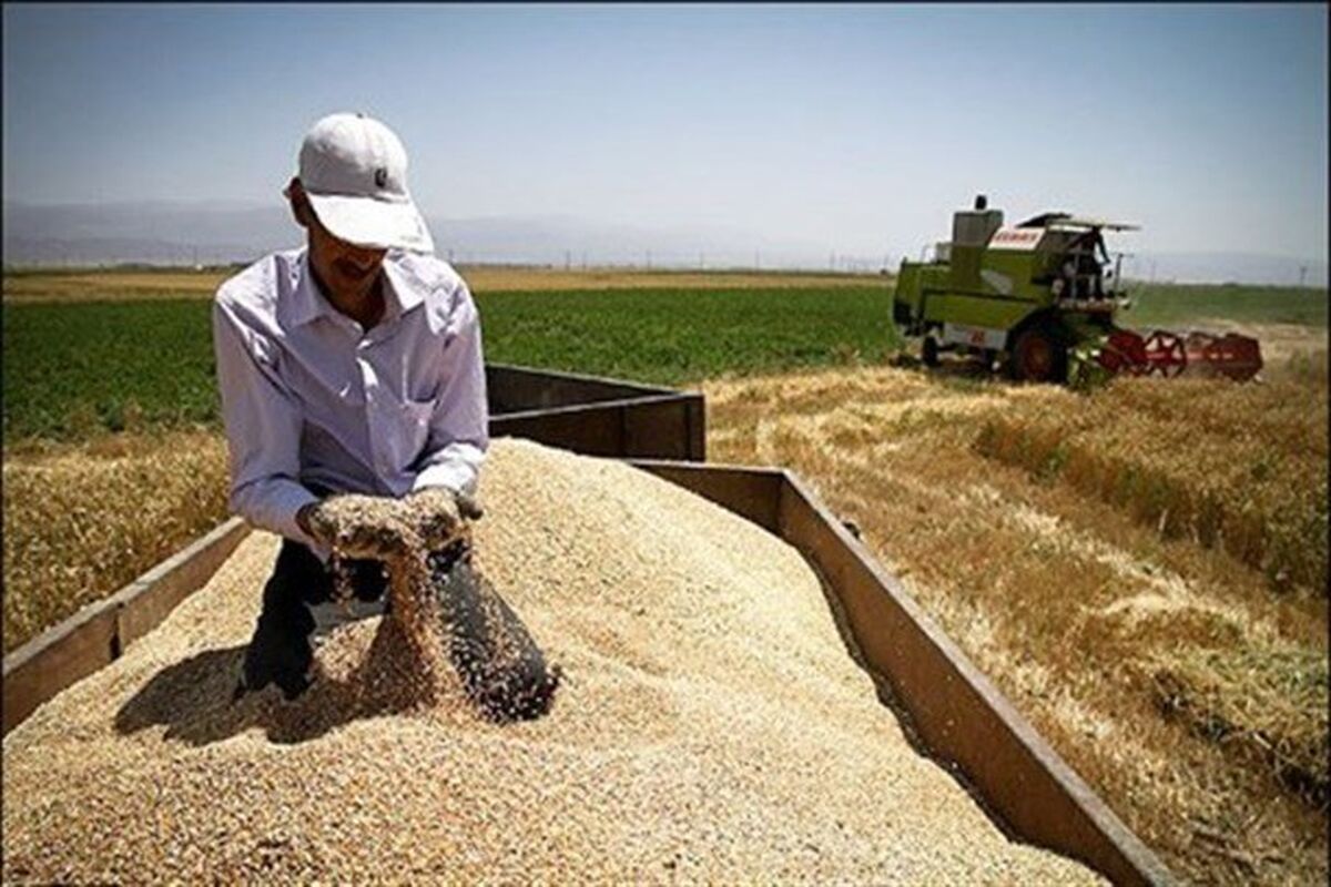 پرداخت طلب کشاورزان کرمانشاهی 