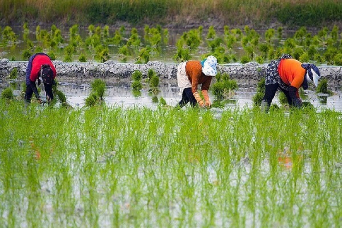 اصفهان- کشت برنج