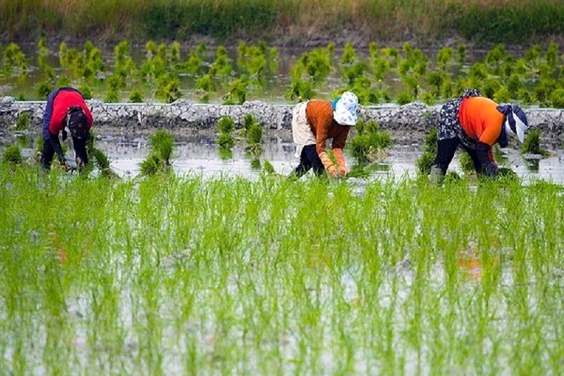 کشت برنج در استان اصفهان ممنوع شد