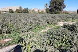 ۳۷ گروه ارزیاب در حال بررسی خسارت‌های کشاورزان در پنج شهرستان هرمزگان