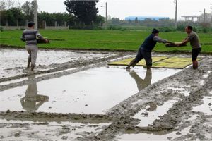 تجهیز و نوسازی 112 هکتار شالیزار ساری