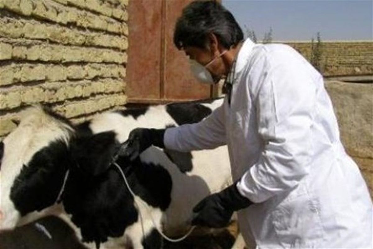 بروز تب مالت در شهرستان دالاهو