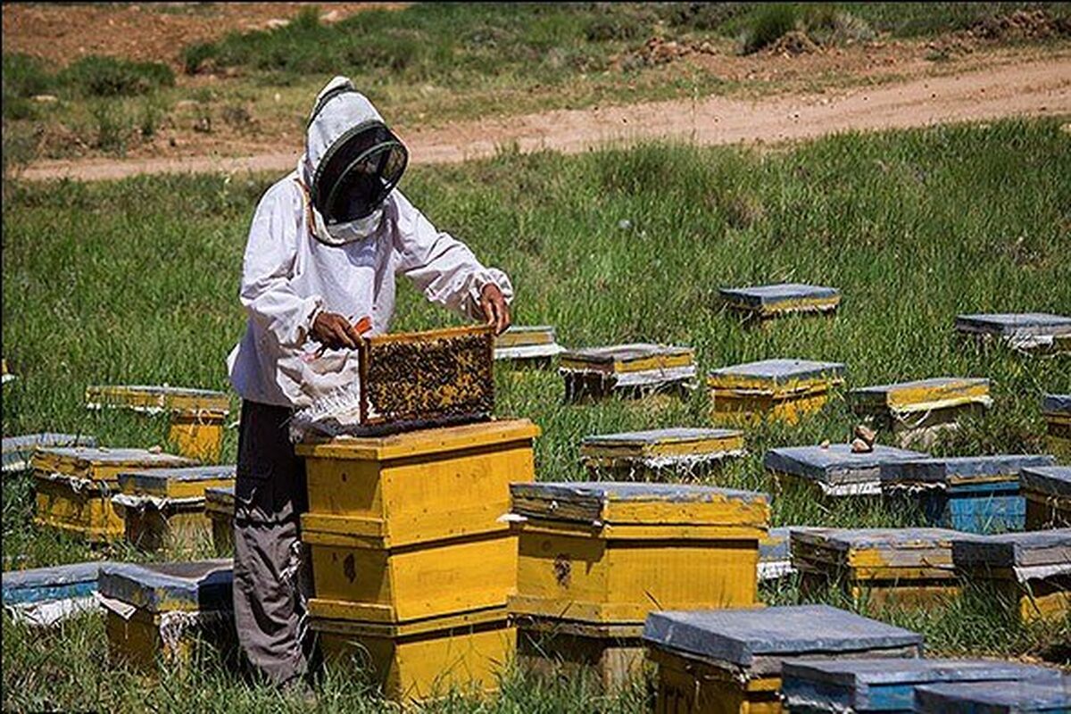 زنبور عسل 