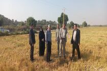 ترویج روش‌های جایگزین به‌جای سوزاندن بقایای گیاهی ضروری است 