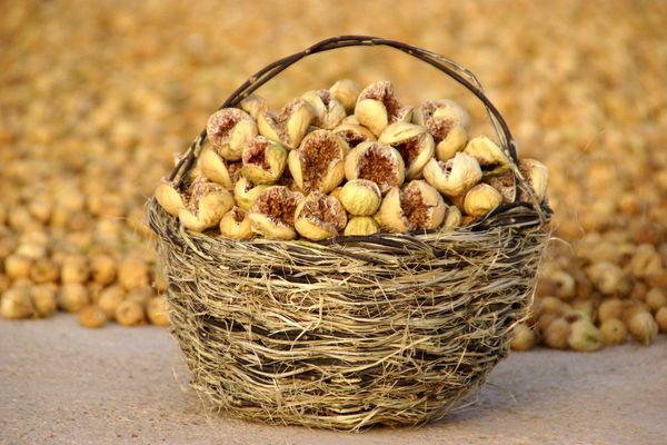 فارس؛ پیشتاز تولید و صادرات انجیر کشور با برند جهانی