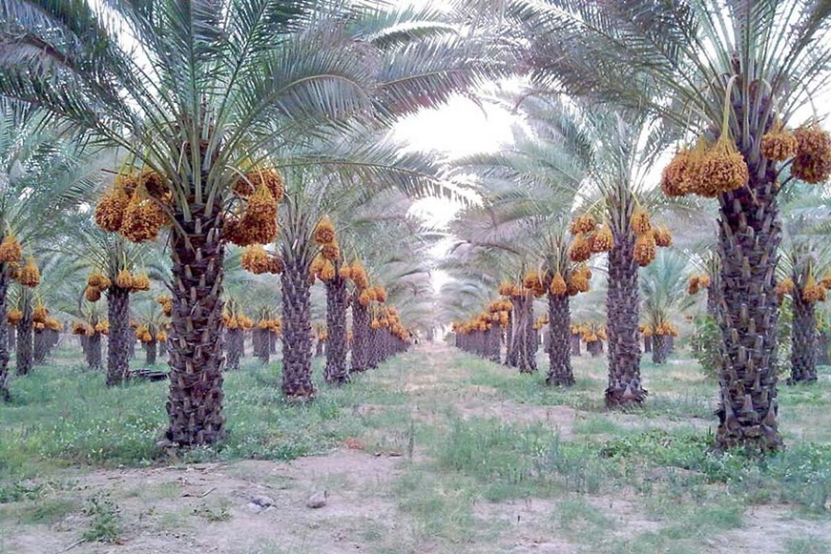 میرجاوه