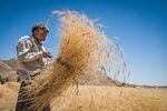 مشکلی در ذخایر کالاهای اساسی نداریم/نارضایتی مجلس از روند پرداخت پول گندمکاران و میزان خرید گندم