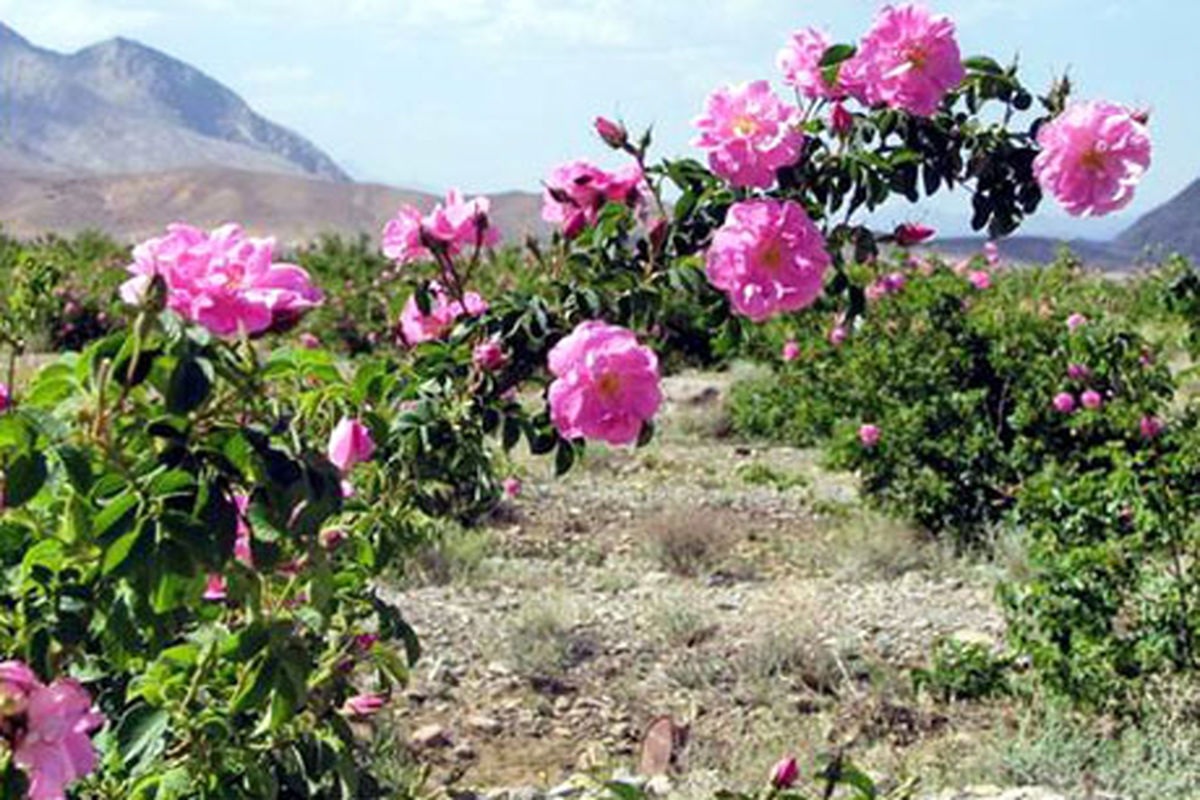 گلستان گل محمدی