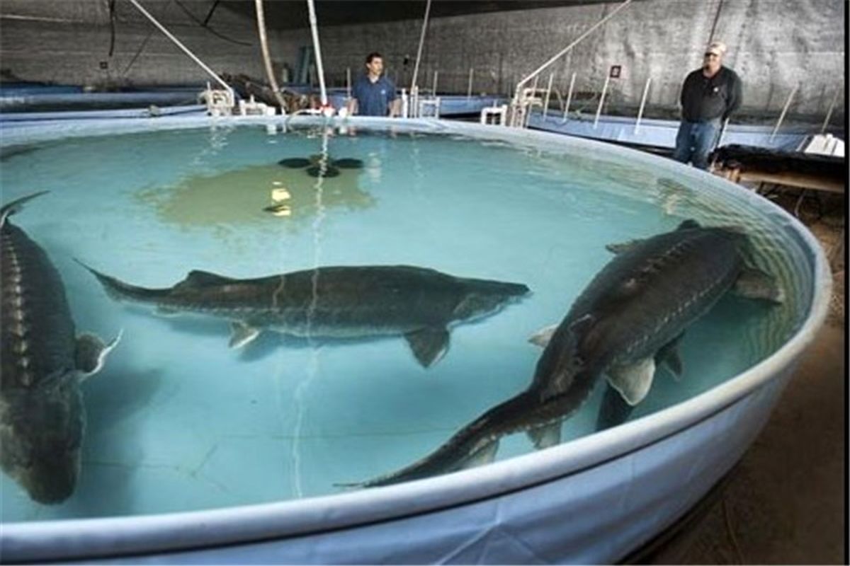 پرورش خاویاری