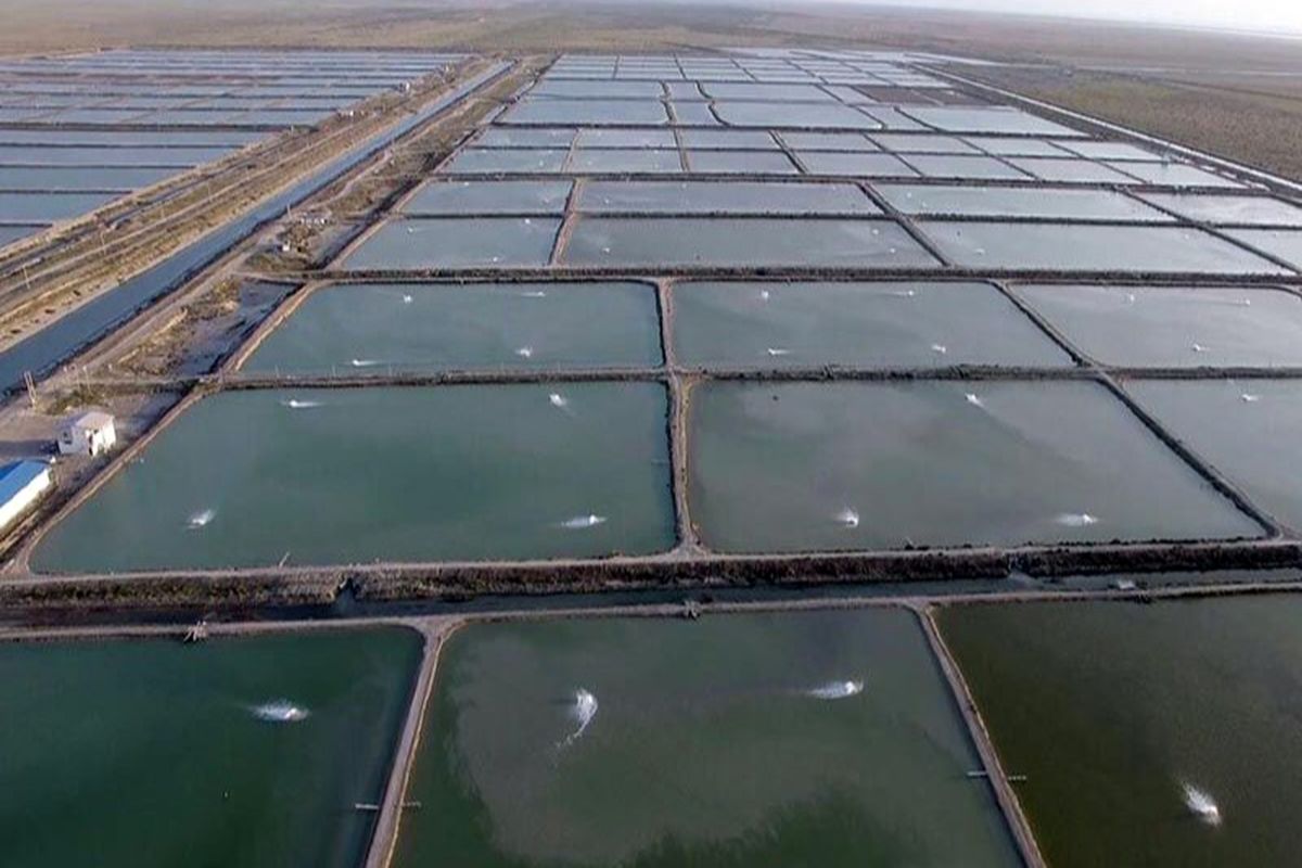 آبزی پروری در  هرمزگان 