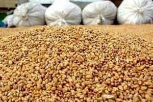 کشف 130 تن ذرت قاچاق در شهرضا