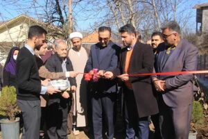 آغاز طرح کشت سوزنی‌برگ و نوئل آبی در کلاردشت
