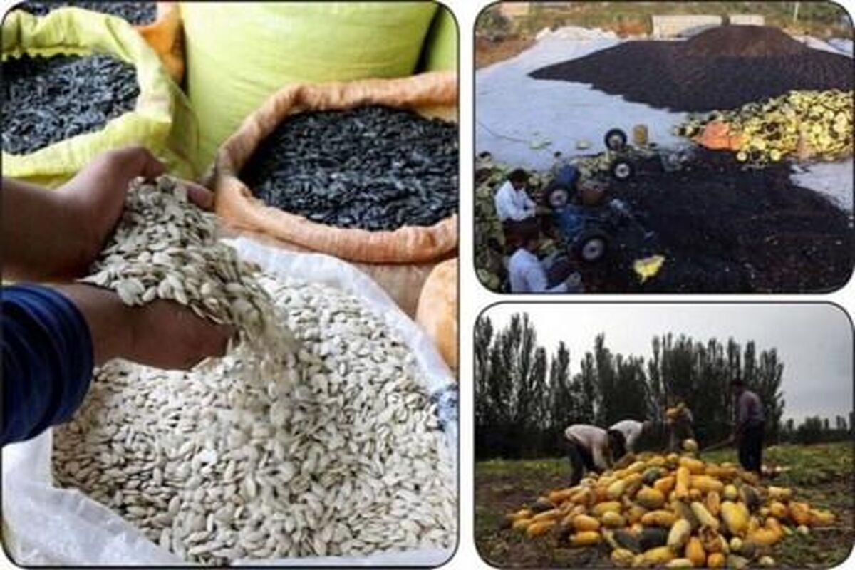 تخمه های آجیلی