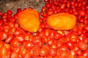 کشف 28 کیلو تریاک زیر بار گوجه در اصفهان
