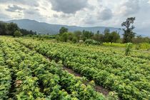 به مناسبت هفته دولت ۶طرح در حوزه منابع طبیعی درخراسان رضوی به بهره برداری رسید