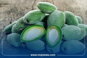 اینفوگرافیک/خواص و مضرات چغاله بادام