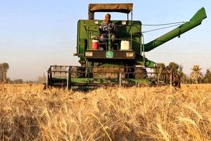 پیش بینی برداشت بیش از 10 هزار تن گندم از مزارع شهرستان مبارکه