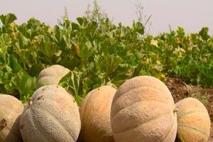 برداشت ۴۵ تن طالبی از هر هکتار از مزارع شهرضا