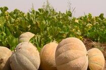 برداشت ۴۵ تن طالبی از هر هکتار از مزارع شهرضا