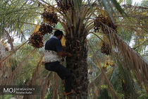 آغاز برداشت خرما از نخیلات بندرعباس