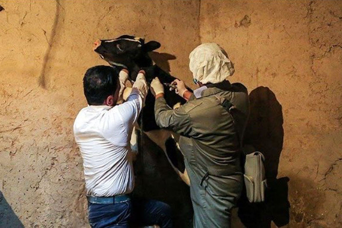 بیماری تب برفکی