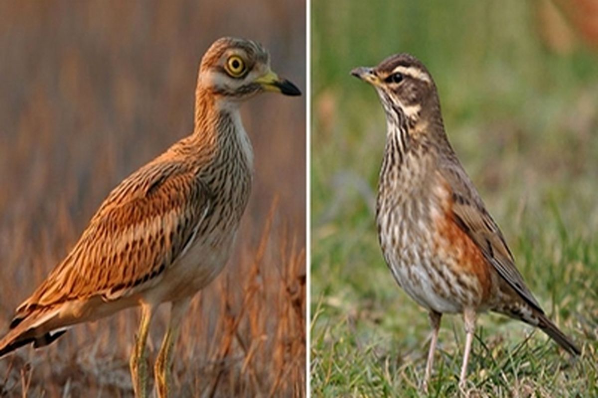 اصفهان- رهاسازی پرنده  در منطقه یخاب