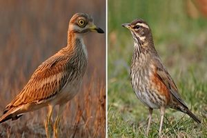 رهاسازی چهار قطعه پرنده در منطقه حیات وحش یخاب در آران و بیدگل