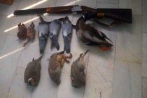 دستگیری دومتخلف شکار کبوتران وحشی در اصفهان 