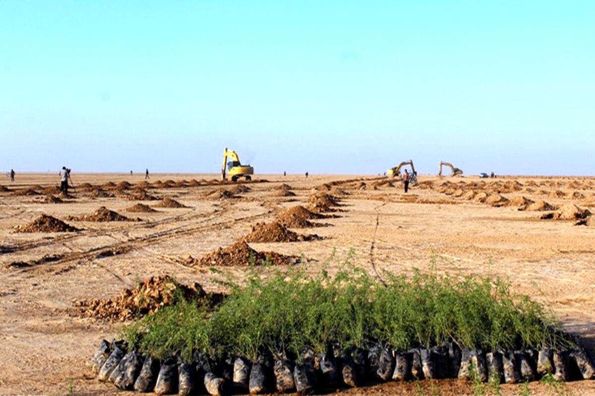  کاشت نهال