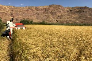 بعد از ۴ ماه ممنوعیت ، ثبت سفارش برنج آزاد شد